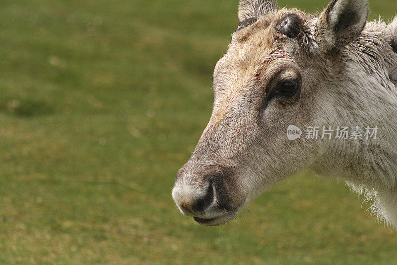 Reindeer head